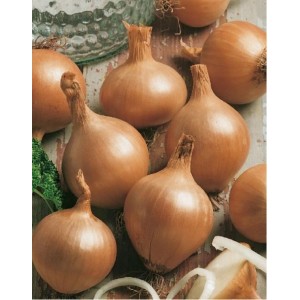 GardenSeed Premium Cibuľa sadzačka Všetana 300 g
