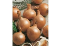 GardenSeed Premium Cibuľa sadzačka Všetana 300 g