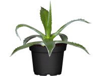 Agáva priemer kvetináča cca 17 cm