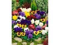 GardenSeed Premium Semienka Fialka sirôtka zmes