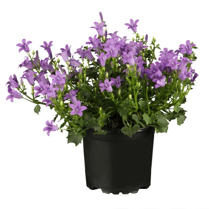 GROW by OBI Zvonček dalmatský (Campanula portenschlagiana) fialový cca 12,5 cm