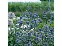 OBI Kotúč modrastý modrý priemer kvetináča cca 9 cm x 9 cm