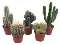 Kaktus priemer kvetináča cca 10,5 cm