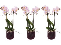 Orchidea motýľokvetá 