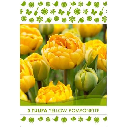 Royal De Ree Holland Kvetinové cibuľky tulipán (Tulipa) "Yellow Pomponette" 5 ks