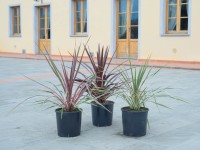 Kordylínka Cordyline Australis