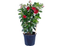 Dipladénia (Mandevilla sanderi) pr. 17 cm