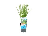 OBI Šachor striedavolistý priemer kvetináča cca 9 cm Cyperus alternifolius