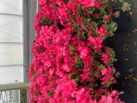 Rododendron japonský (Azalea Japonica) mix kultivarov výška cca 20-30 cm, 2,5 l