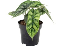 Alokzia priemer kvetina cca 11 cm Alocasia zebrina