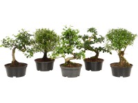 Bonsaje rôzne druhy priemer kvetináča cca 14 cm
