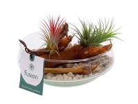 Tilandsia (Tillandsia) rôzne druhy aranžmánov v sklenenej nádobe pr. 15 cm