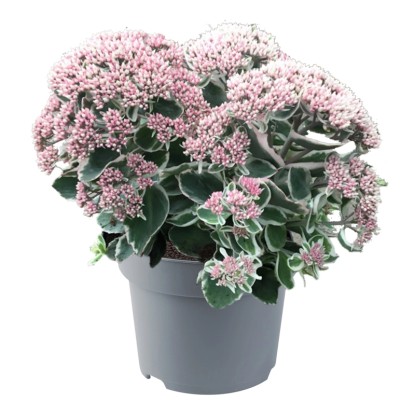 GROW by OBI Rozchodník purpur. (Sedum telephium) "La vie en Rose" ružový cca20cm