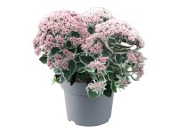 GROW by OBI Rozchodník purpur. (Sedum telephium) 