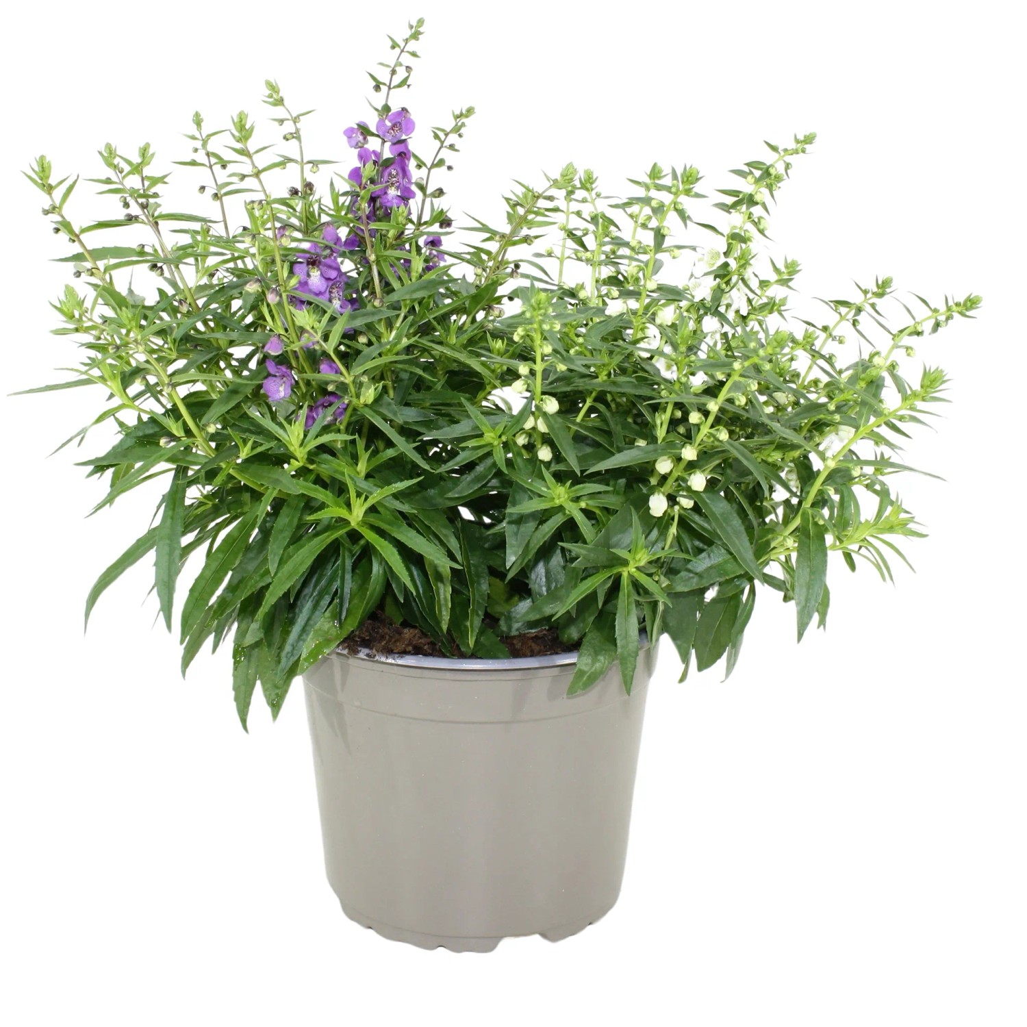Angelónia úzkolistá (Angelonia angustifolia) Serenita Duo výška 10-20cm ...