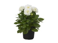 Royal Lemkes Georgína (Dhalia) 