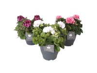 Pelargónia hybridná (Pelargonium Hybrid) 