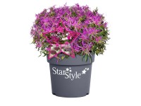 Japonská azalka (Rhododendron obtusum) 