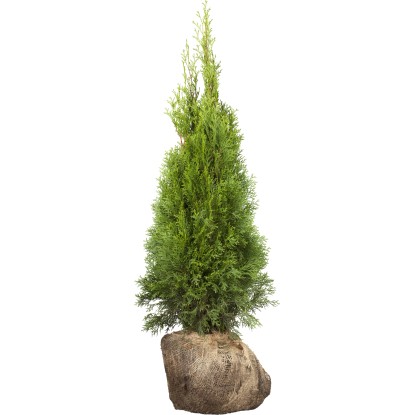 Landgard Zerav západný (Thuja occidentalis) "Smaragd" výška 80-100 cm, 45 ks