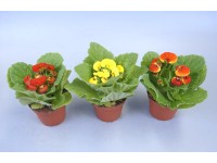 Papučka (Calceolaria), výška cca 15 - 20 cm, pr. cca 10,5 cm