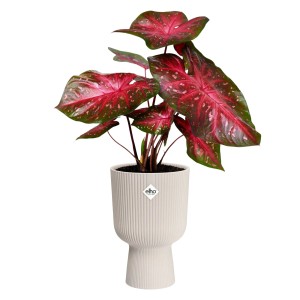 Kvetináč Elho Vibes Fold Coupe, Ø 30 cm, ľanovo biela, s rastlinou. Elegantný kvetináč pre vnútorné použitie.