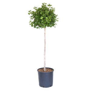 GROW by OBI Ginkgo Mariken v kvetináči, výška cca 100 cm.