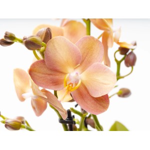 GROW by OBI Phalaenopsis Monaco s bronzovo-oranžovými kvetmi, výška cca 35-45 cm.