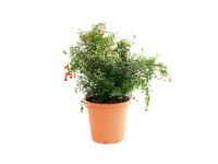 GROW by OBI Okrasné granátové jablko (Punica granátum Nana Gracilis.), kv. 10 l