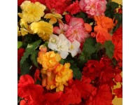 Begónia trio v závesnom črepníku