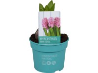 Hyacint (Hyacinthus) 
