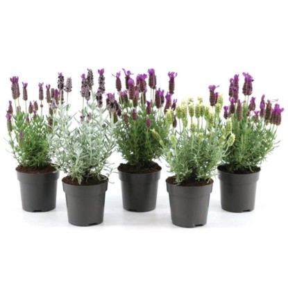 Levanduľa (Levand. stoechas) "Anouk Viva Collection", rôzne farby, pr. kv. 10 cm