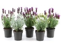 Levanduľa (Lavand. stoechas) 