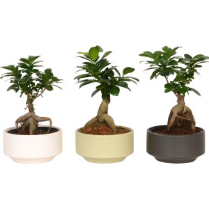 Tri bonsaje Ficus Ginseng v keramických kvetináčoch (Ø 15 cm) v bielej, béžovej a sivej farbe.