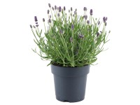 GROW by OBI Levanduľa úzkolistá (Levanduľa angustifolia) 