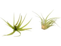 Tillandsia 