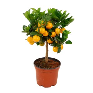 Kompaktná citrusová rastlina (Citrus calamondin) s mnohými oranžovými plodmi v kvetináči.