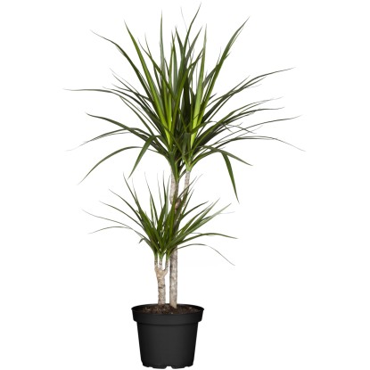 GROW by OBI Dracéna lemovaná 2 kmienky, pr. kvetináča cca 17 cm