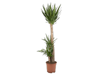 Juka 3 kmene výška cca 170 - 180 cm priemer kvetináča cca 32 cm Yucca