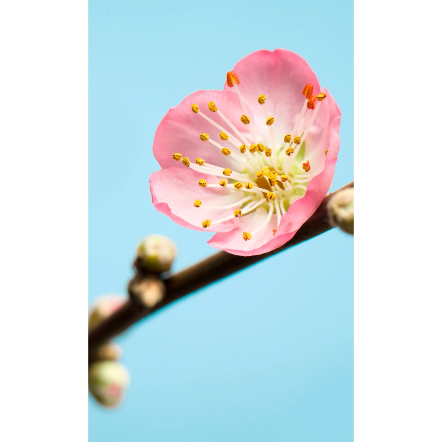 E-shop Komar Vliesová fototapeta Peach Blossom 150 x 250 cm