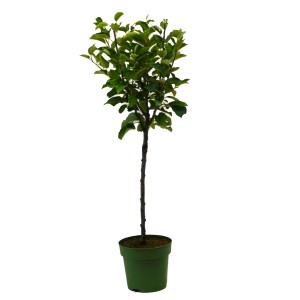 Bio jabloň ako terasové ovocie v kvetináči, cca 23 cm v priemere.