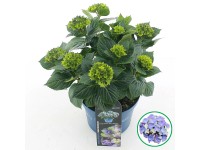 Hortenzia veľkolistá 