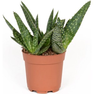 Zelená sukulentná rastlina 'Eden Collection' v hnedom kvetináči, cca 10,5 cm Ø.