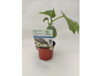 Uhorka šalátová siata (Cucumis sativus) 