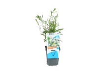 OBI Rebríček Achillea ptarmica bertrámový pr. 9 cm