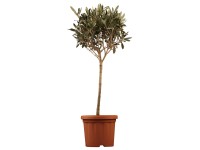Olivovník európsky (Olea europaea), 55-60 cm, pr. kv. cca 14 cm