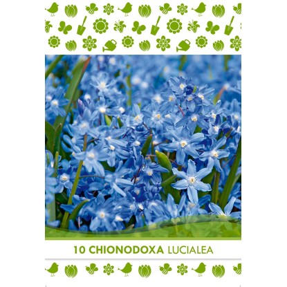 Kvetinová cibuľka ladonky žiariacej (Chionodoxa Lucialea)