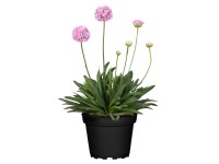 GROW by OBI Trávnička veľkolistá (Armeria pseudoarmeria) 