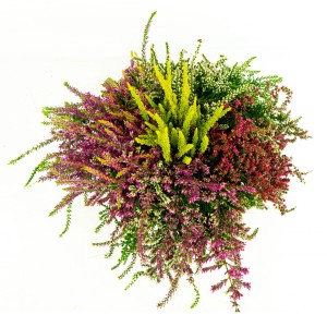 Knospenblüher-Heide Five Champs v kvetináči, rôzne farby. Vres obyčajný (Calluna vulgaris).