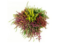 Q-Flower Vres obyčajný (Calluna vulgaris) 