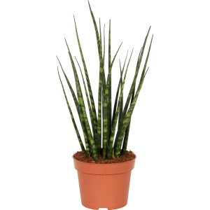 GROW by OBI Svokrin jazyk (Sansevieria) v kvetináči, výška cca 40-45 cm, so zeleno-tmavozelenými listami.